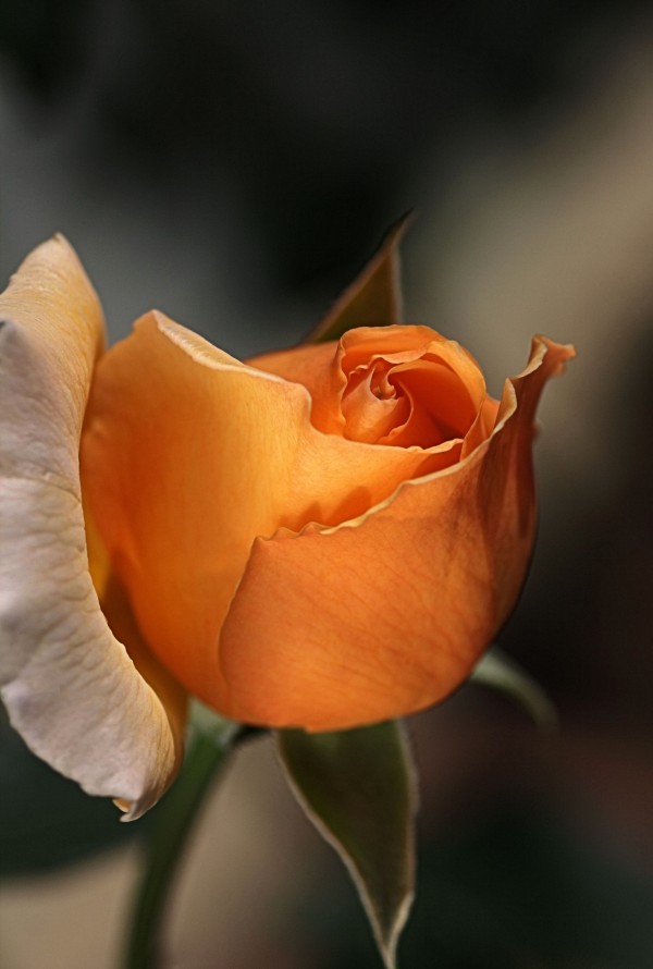 Romance Orange Rose by Joy Watson